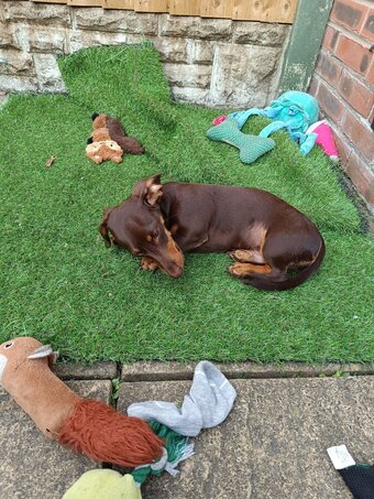 Shorthaired Dachshund Puppy