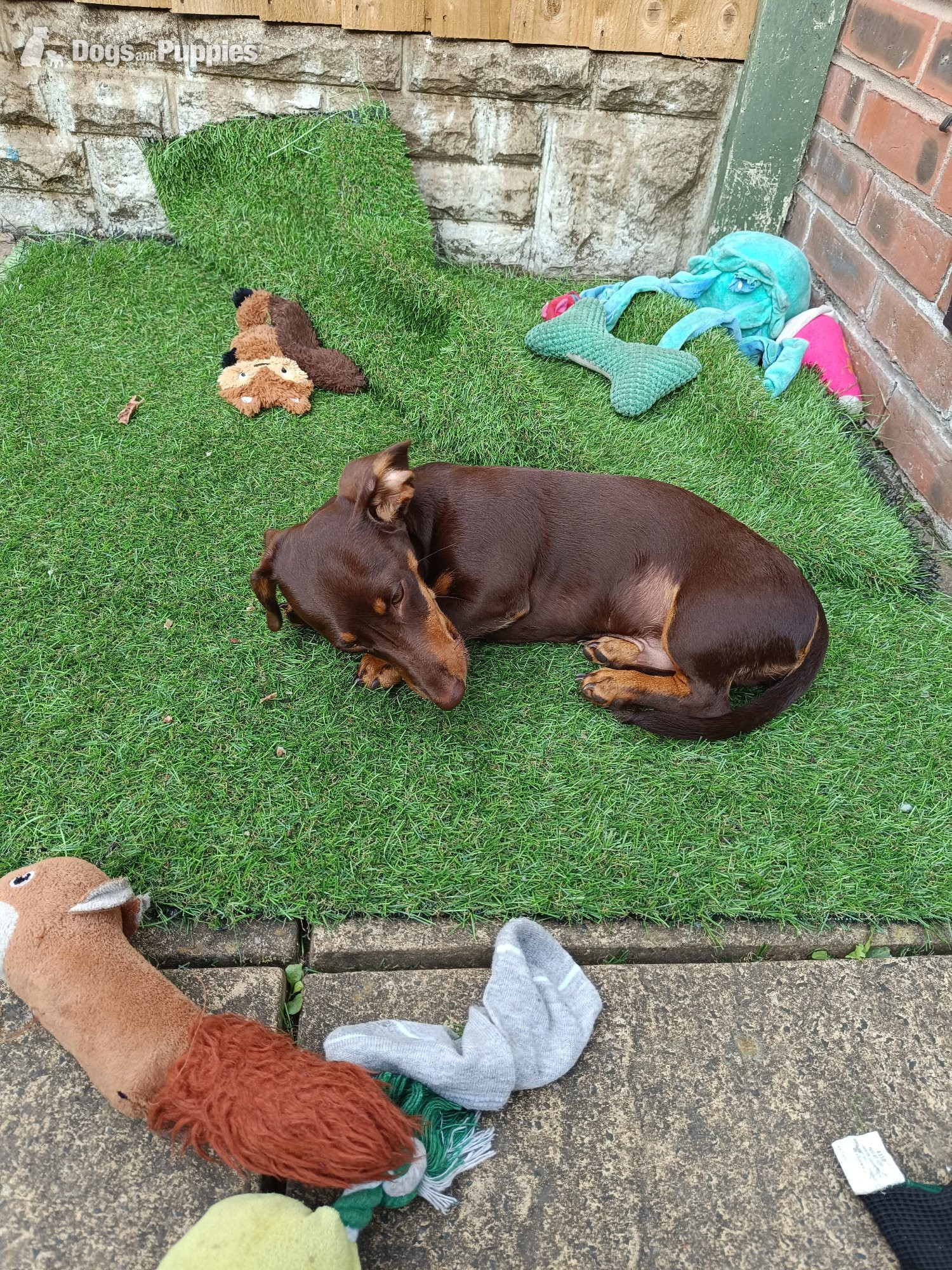 Shorthaired Dachshund Puppy in {LOCATION}