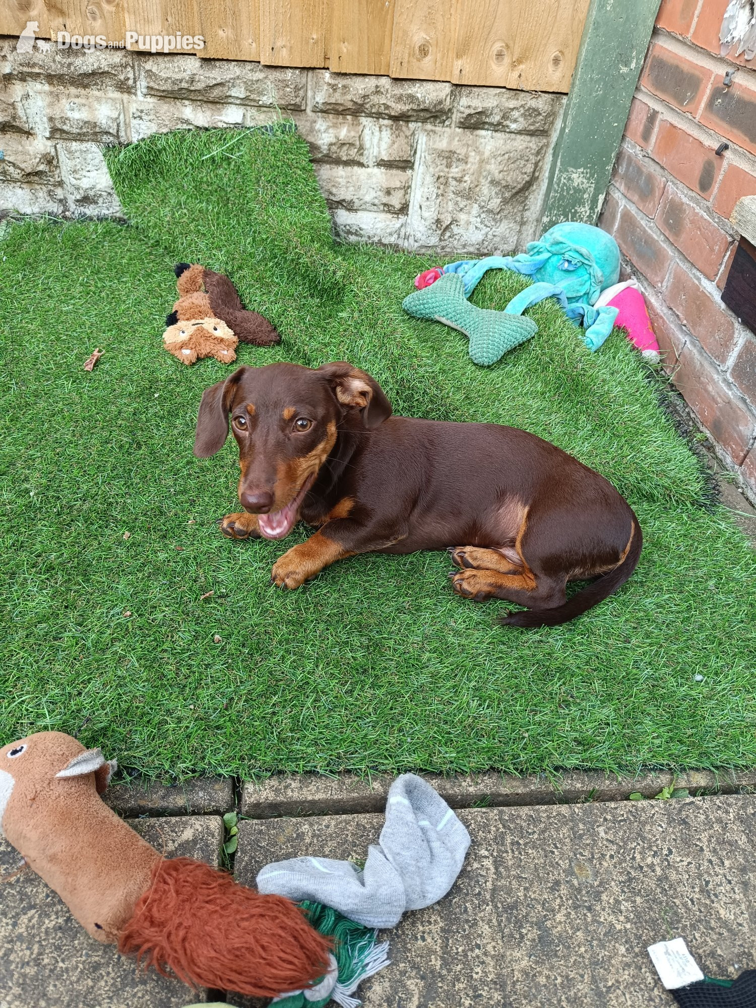 Dachshund
