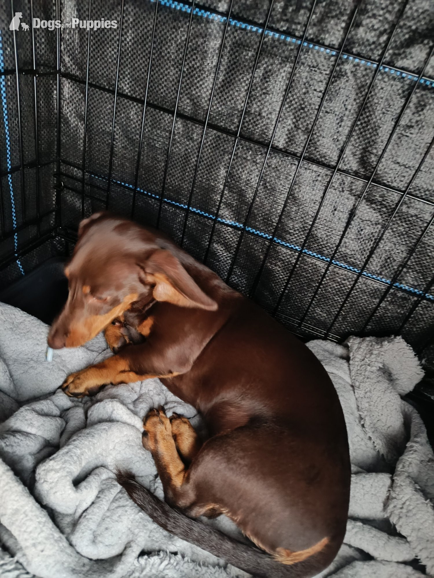 Dachshund Puppies