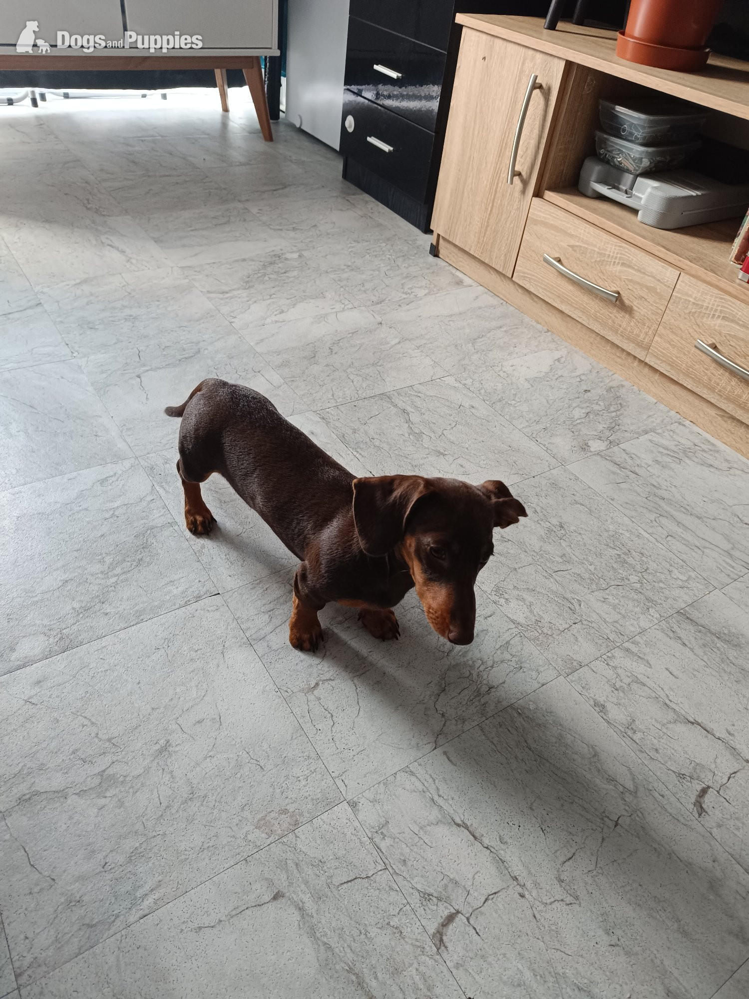 Dachshund - Shorthaired Dachshund Puppy