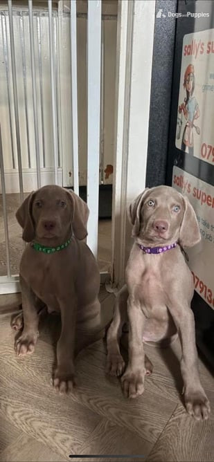 3rd generation Weimaraner puppies blue and silver in {LOCATION}
