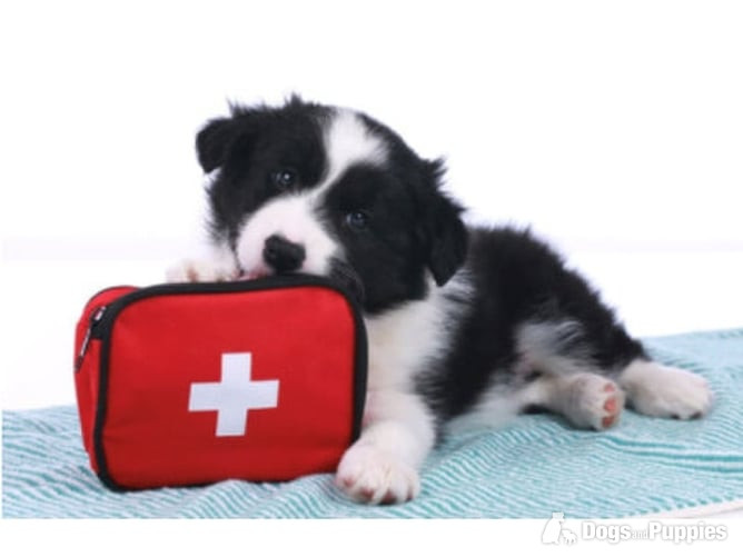Dog First Aid courses East/West Sussex in {LOCATION}
