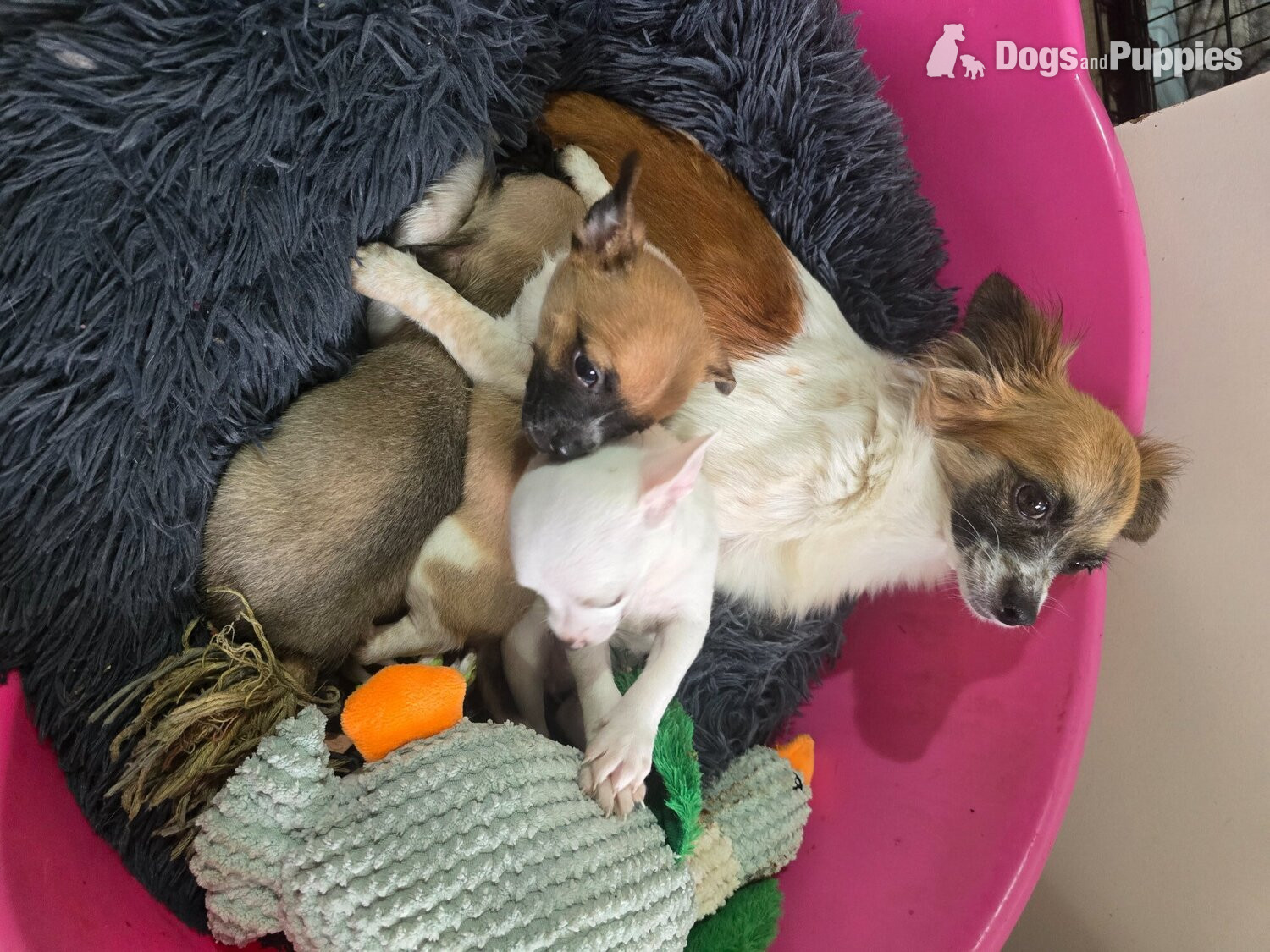 Chihuahua puppies for sale  in {LOCATION}