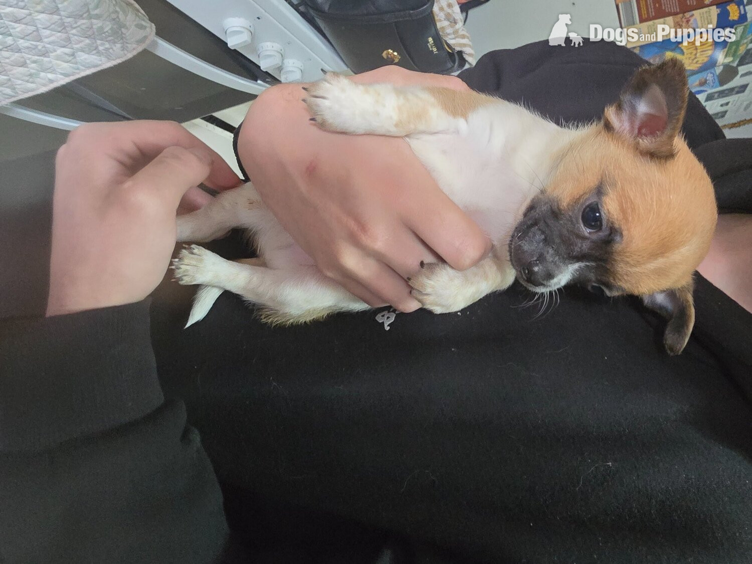 Chihuahua