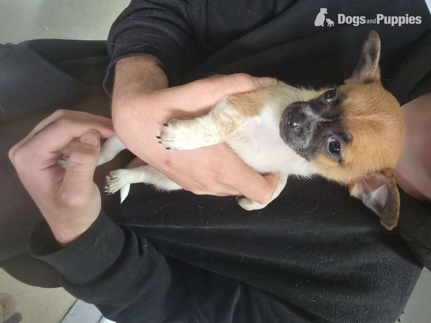Chihuahua Puppies