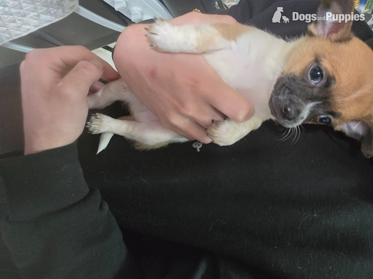 Chihuahua - Chihuahua puppies for sale 