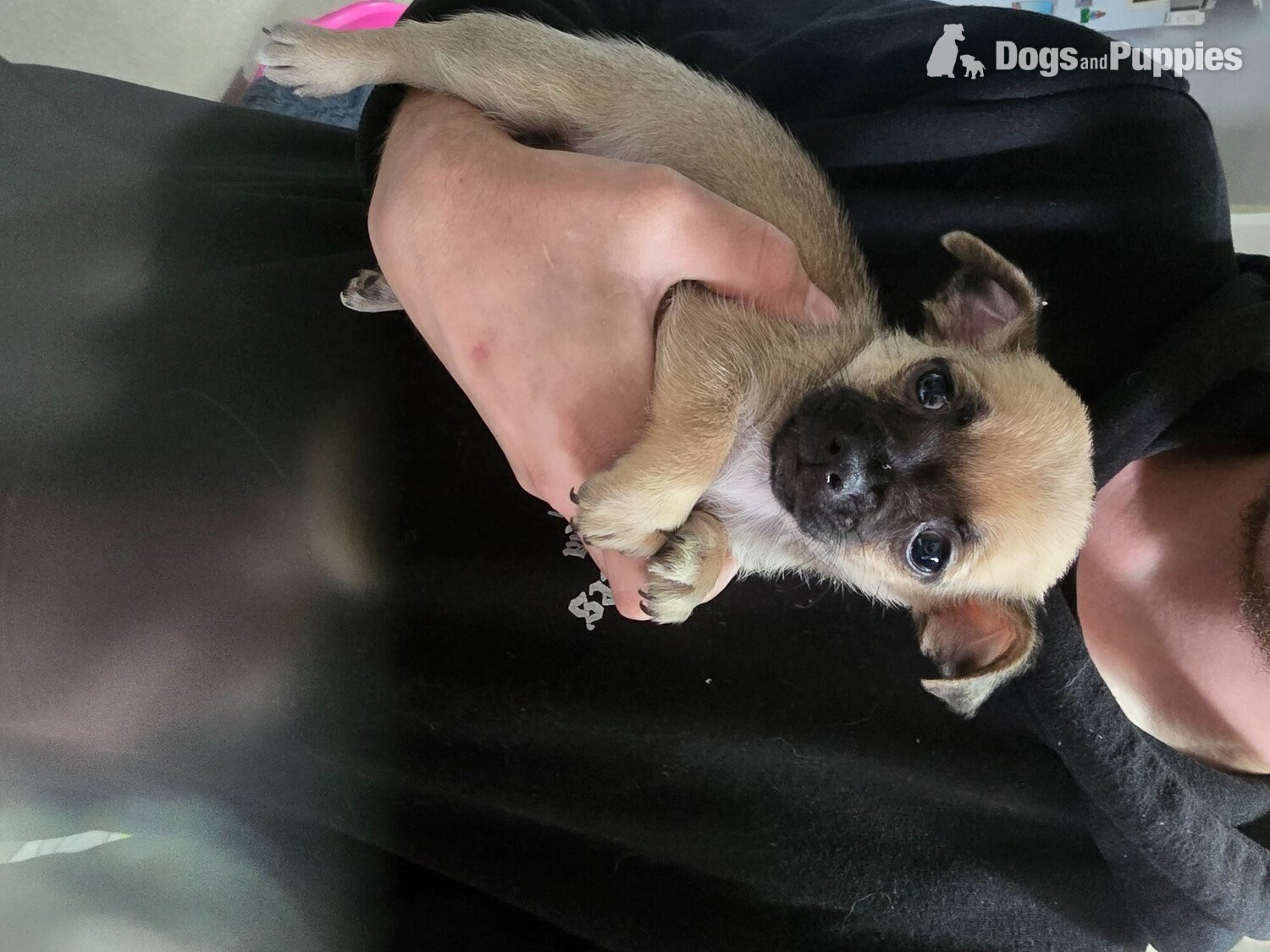 Chihuahua puppies for sale  - Chihuahua