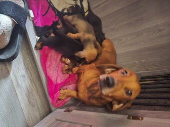 Dachshund for sale 