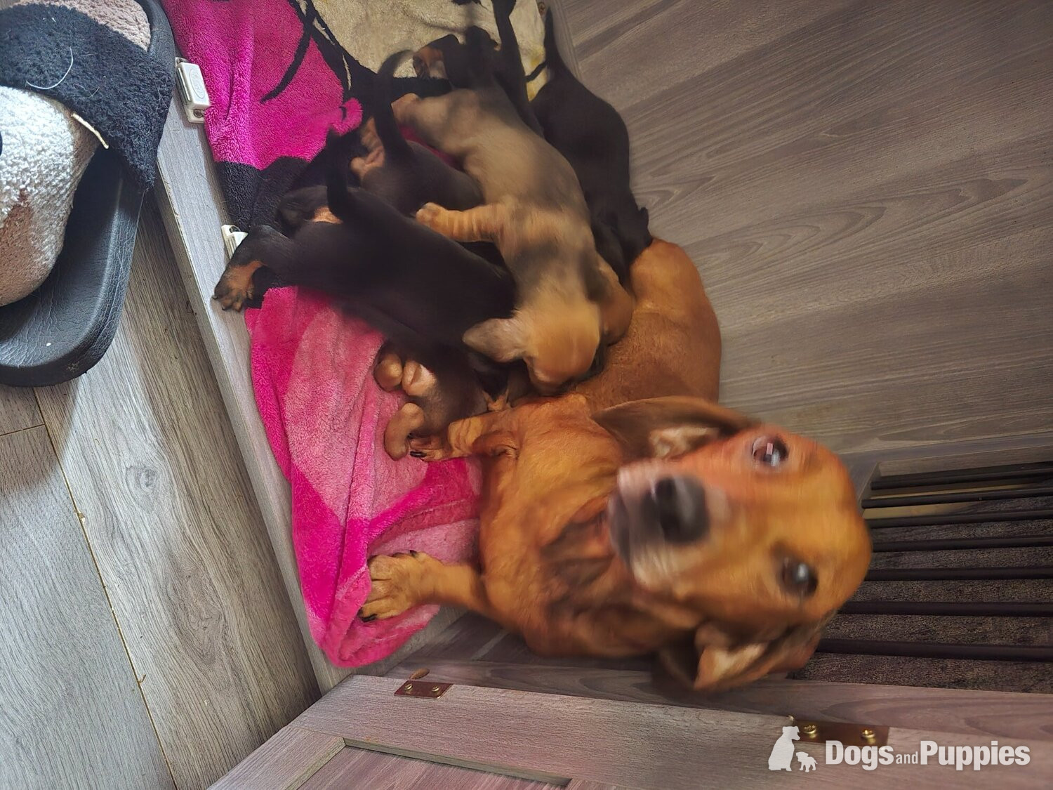 Dachshund for sale  in {LOCATION}