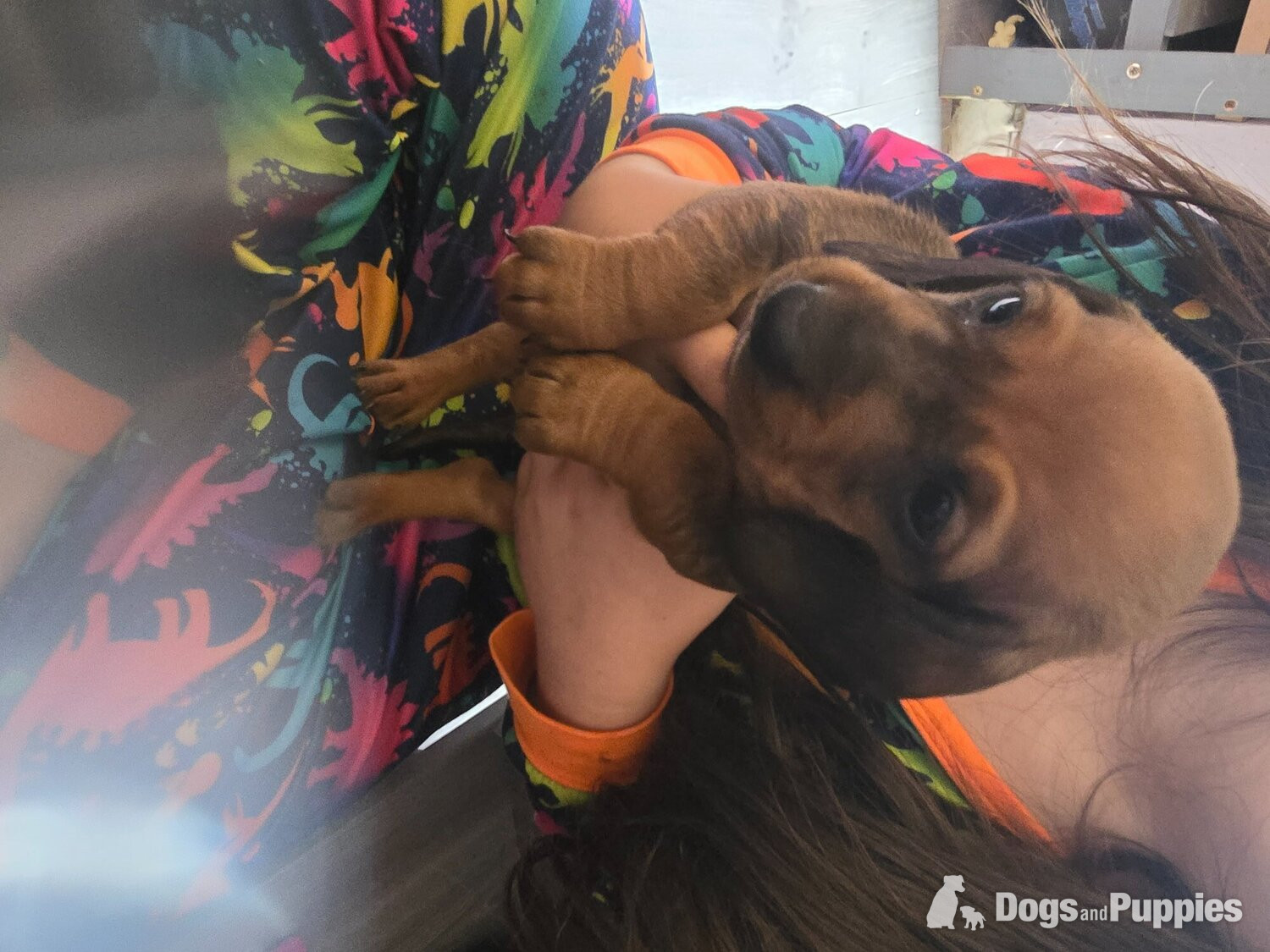 Dachshund