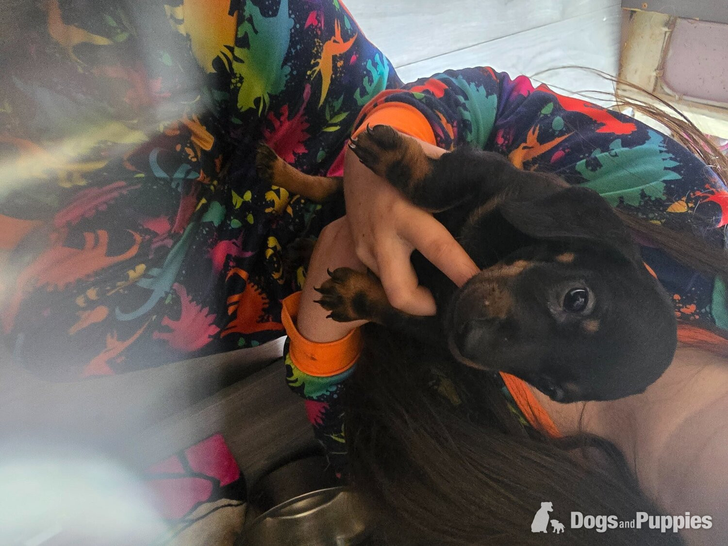 Dachshund Puppies