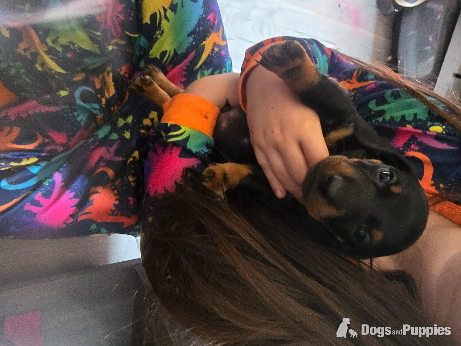 Dachshund - Dachshund for sale 