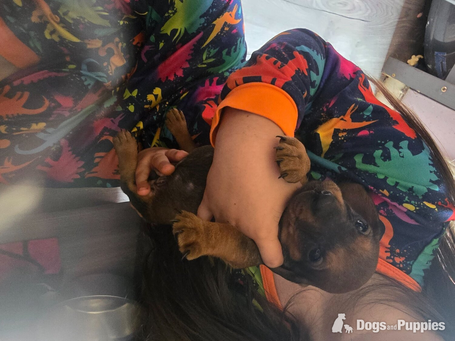 Dachshund for sale  - Dachshund
