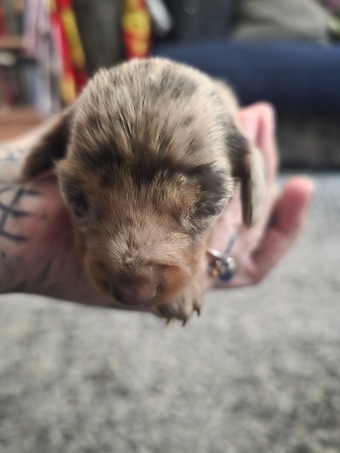 Stunning Chocolate Dapple Miniature Dachshund Puppy
