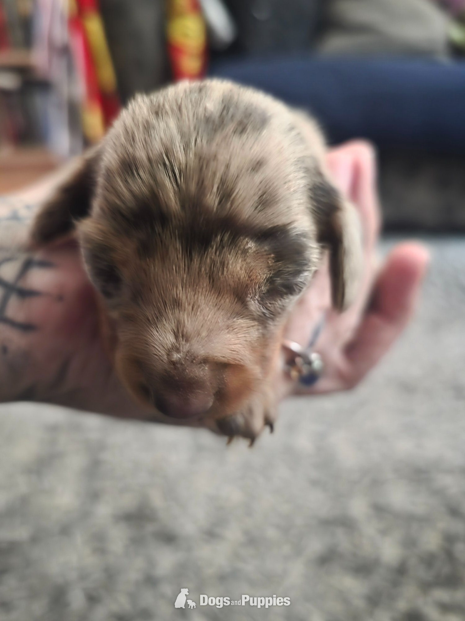 Stunning Chocolate Dapple Miniature Dachshund Puppy in {LOCATION}