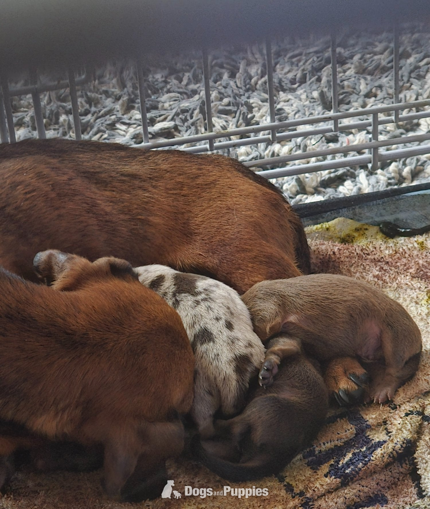 Miniature Dachshund