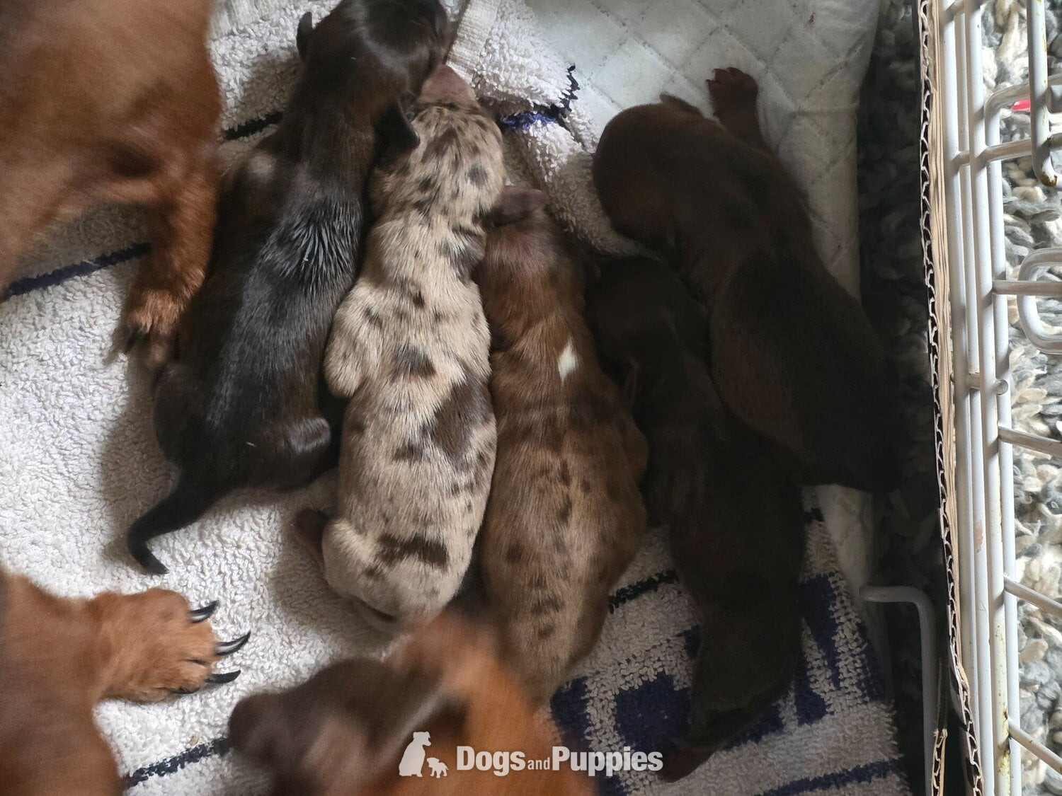 Miniature Dachshund Puppies