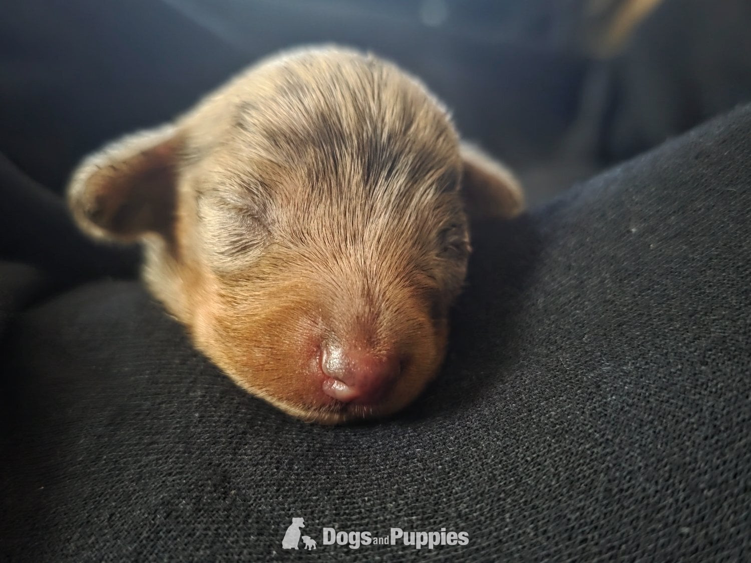 Miniature Dachshund - Stunning Chocolate Dapple Miniature Dachshund Puppy