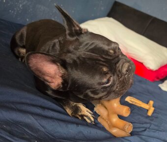 4 french bulldog for sale 