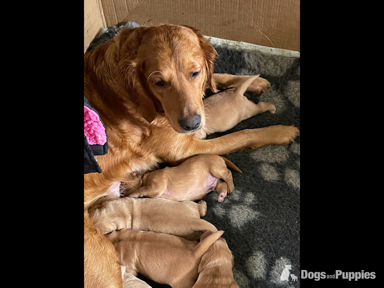 Fox Red Golden Retriever Puppies KC registered and health tested parents  in {LOCATION}