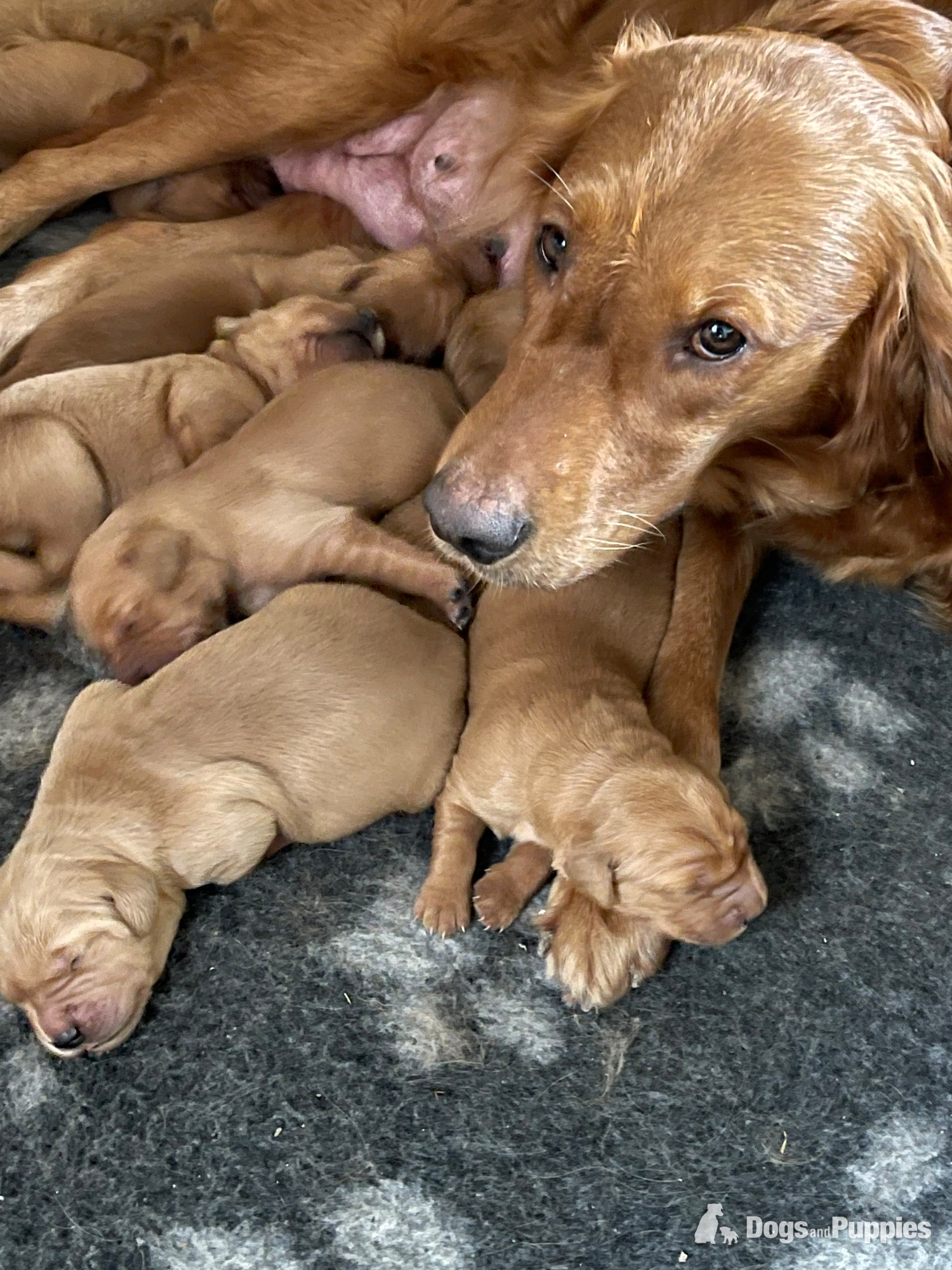 Golden Retriever Puppies