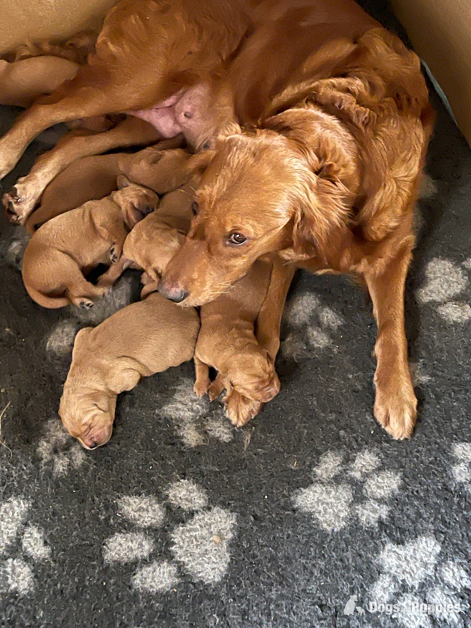 Golden Retriever - Fox Red Golden Retriever Puppies KC registered and health tested parents 