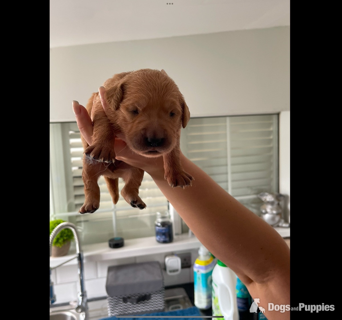 Fox Red Golden Retriever Puppies KC registered and health tested parents  - Golden Retriever