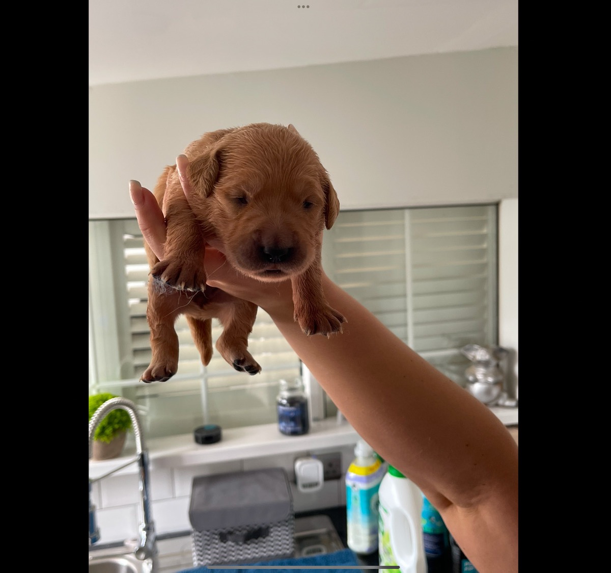 Fox Red Golden Retriever Puppies KC registered and health tested parents  - Golden Retriever