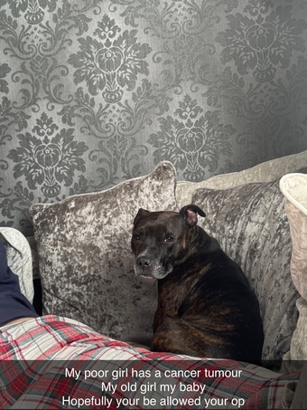 Brindle staffie looking for a forever home 