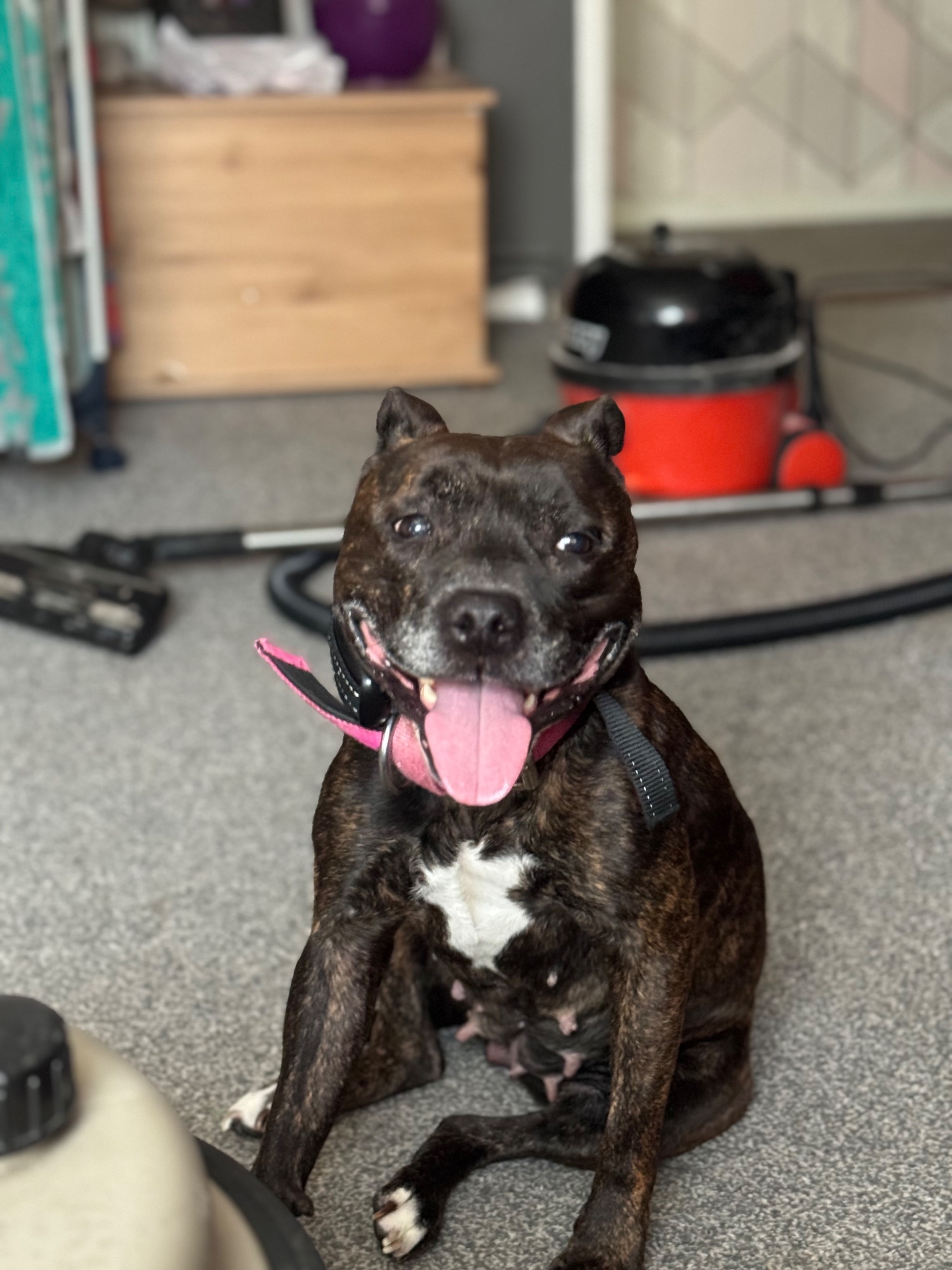 Staffordshire Bull Terrier