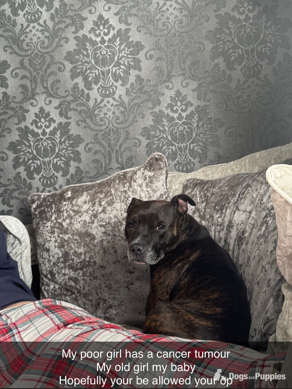 Brindle staffie looking for a forever home  in {LOCATION}