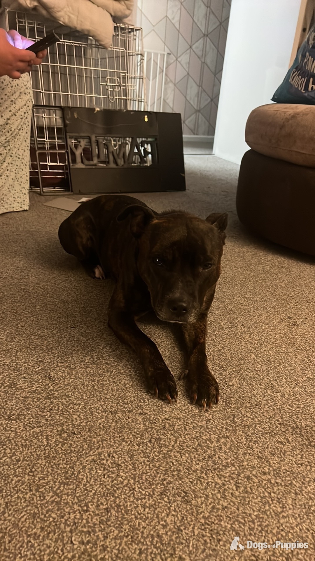 Staffordshire Bull Terrier