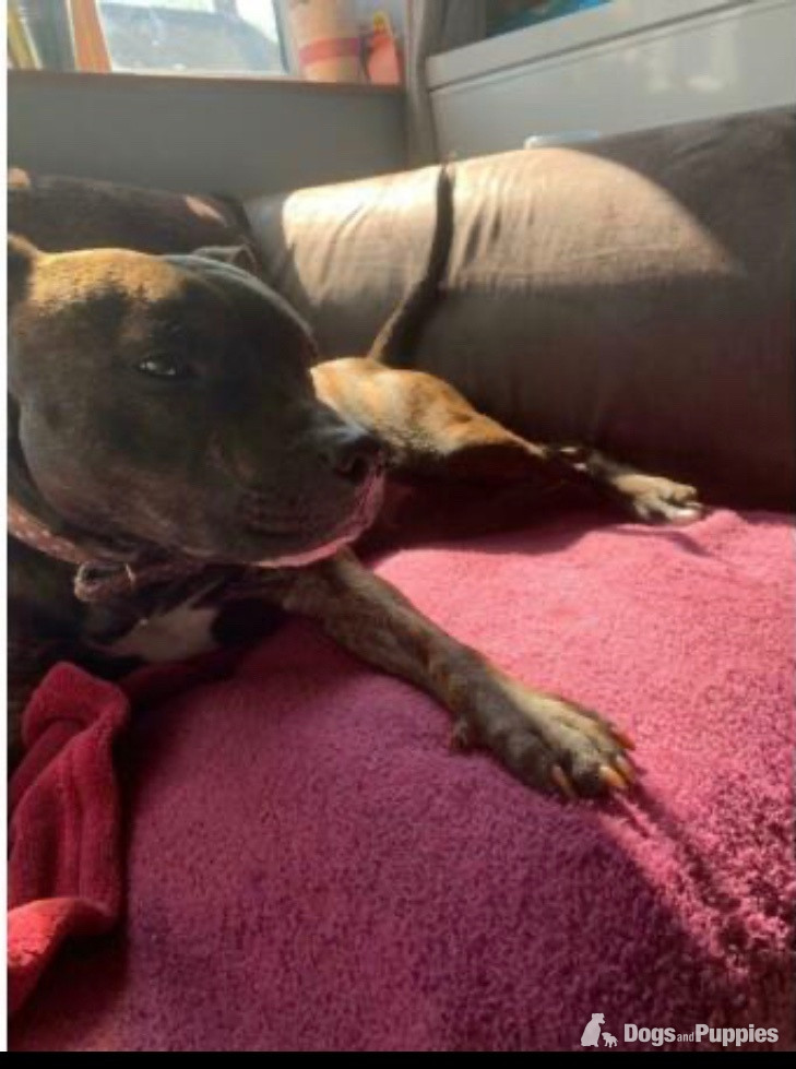 Staffordshire Bull Terrier Puppies