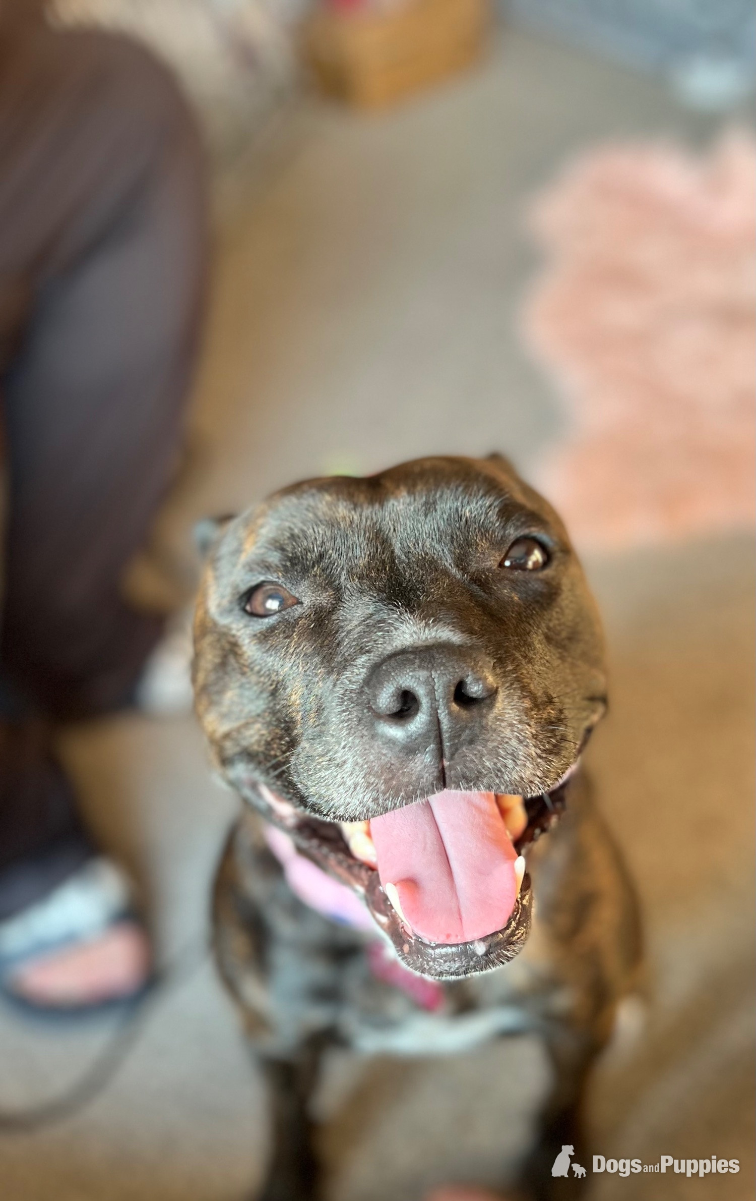 Staffordshire Bull Terrier - Brindle staffie looking for a forever home 