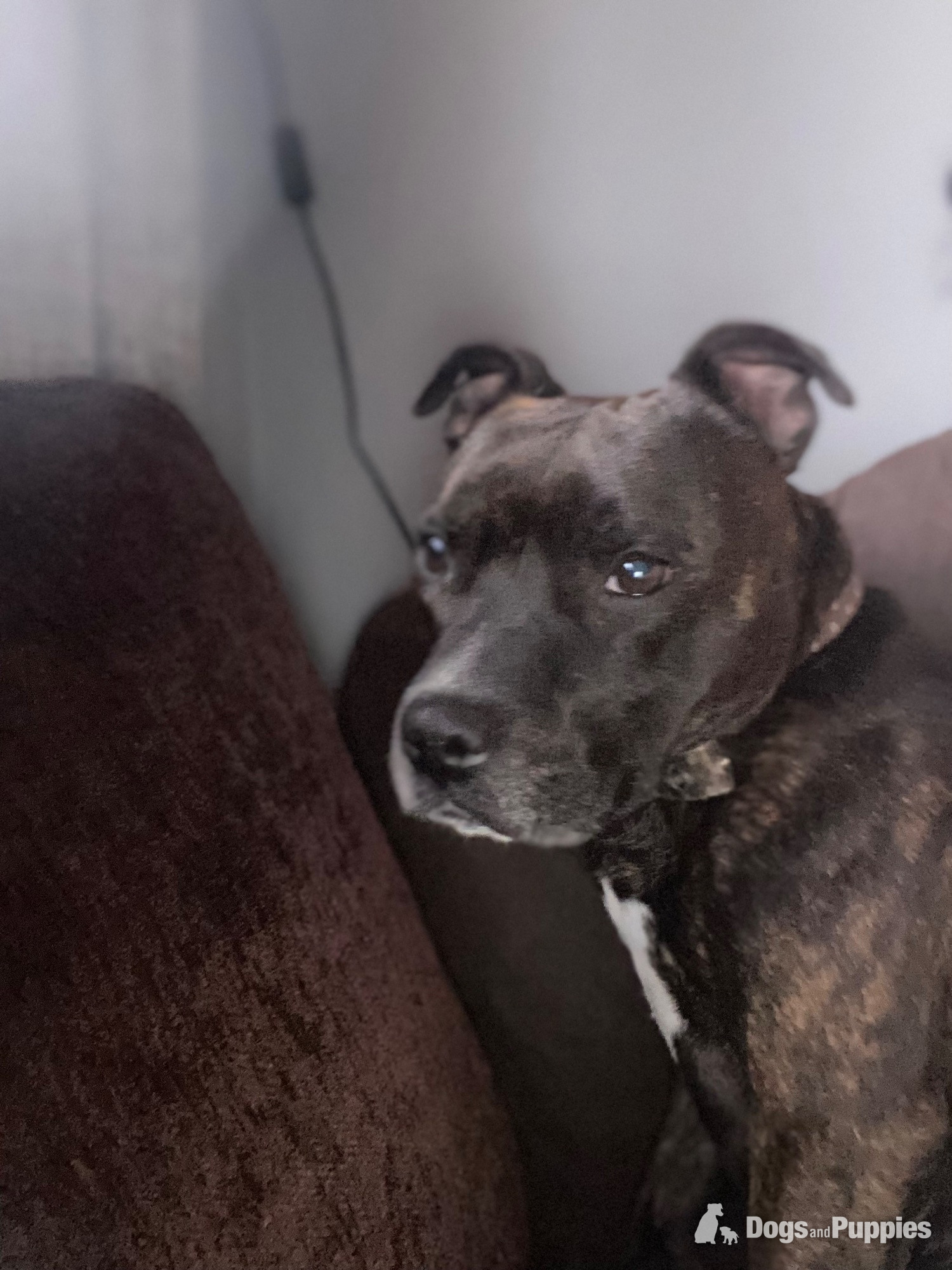 Brindle staffie looking for a forever home  - Staffordshire Bull Terrier