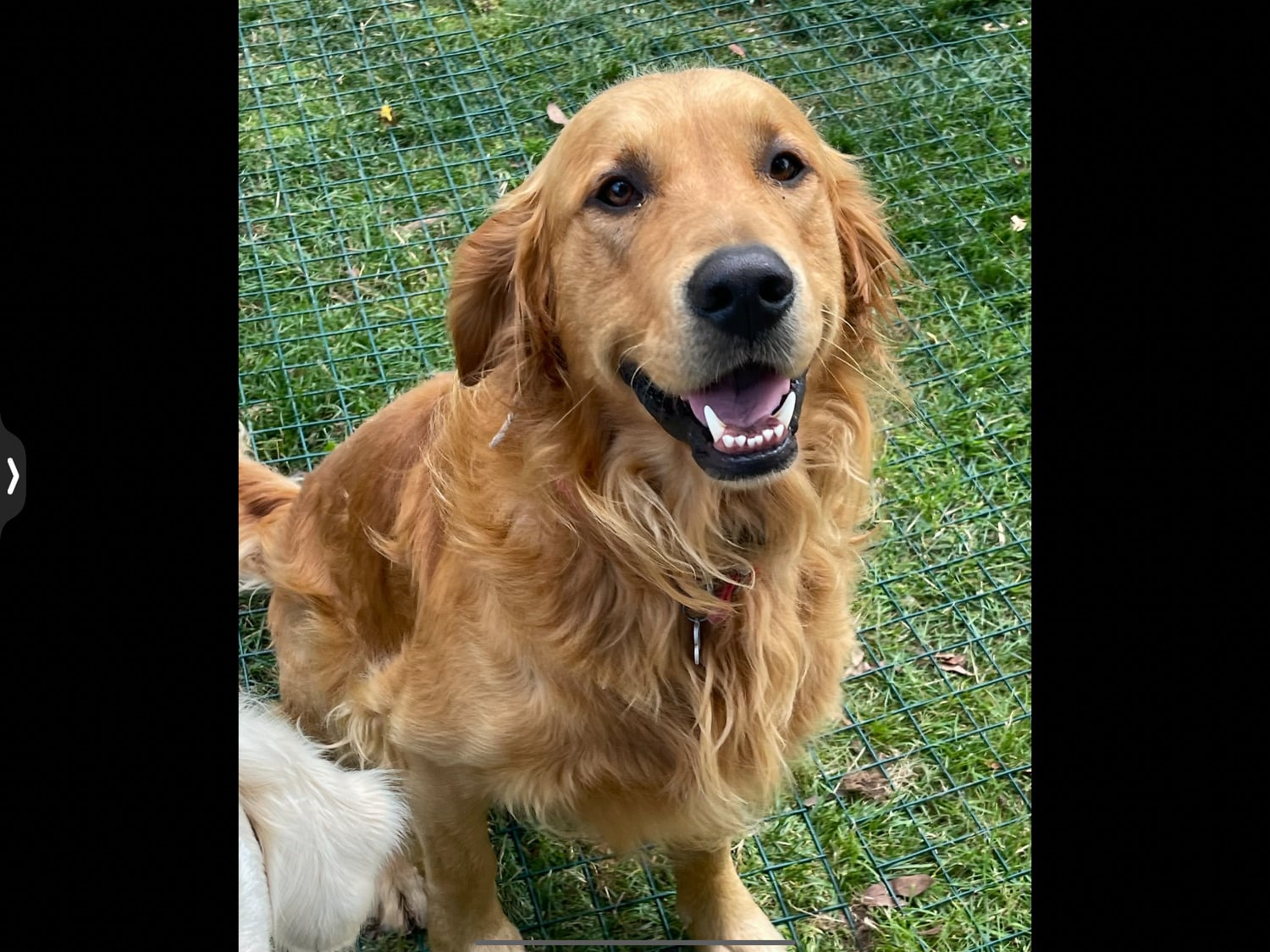 Golden Retriever - Stud fox red KC reg male fully tested 
