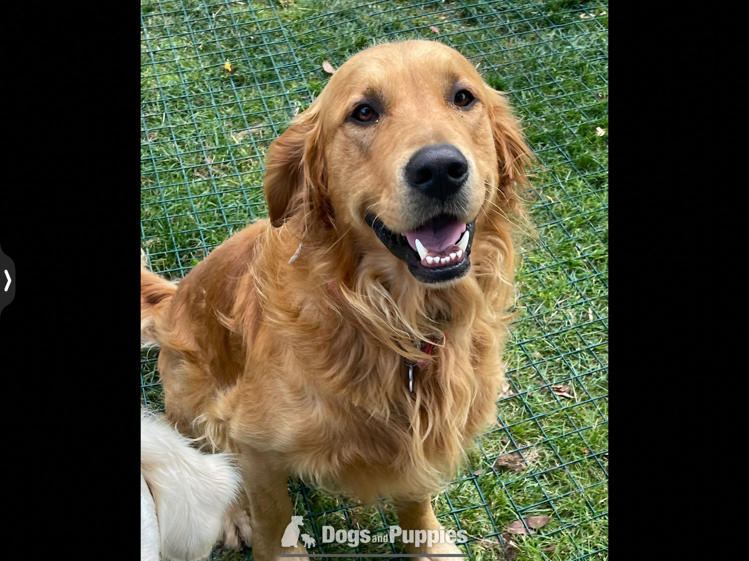 Golden Retriever - Stud fox red KC reg male fully tested 
