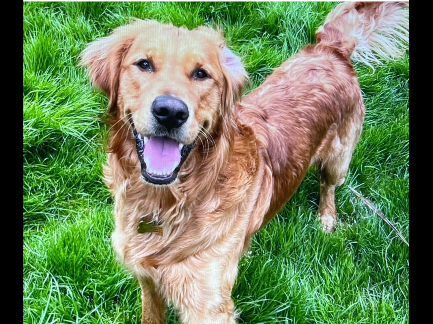 Stud fox red KC reg male fully tested  - Golden Retriever