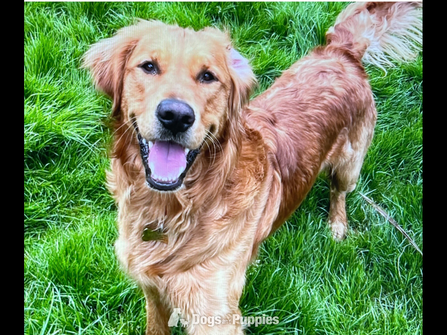 Stud fox red KC reg male fully tested  - Golden Retriever