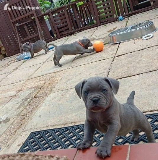  Worthy Staffordshire Bull Terrir Puppies in {LOCATION}
