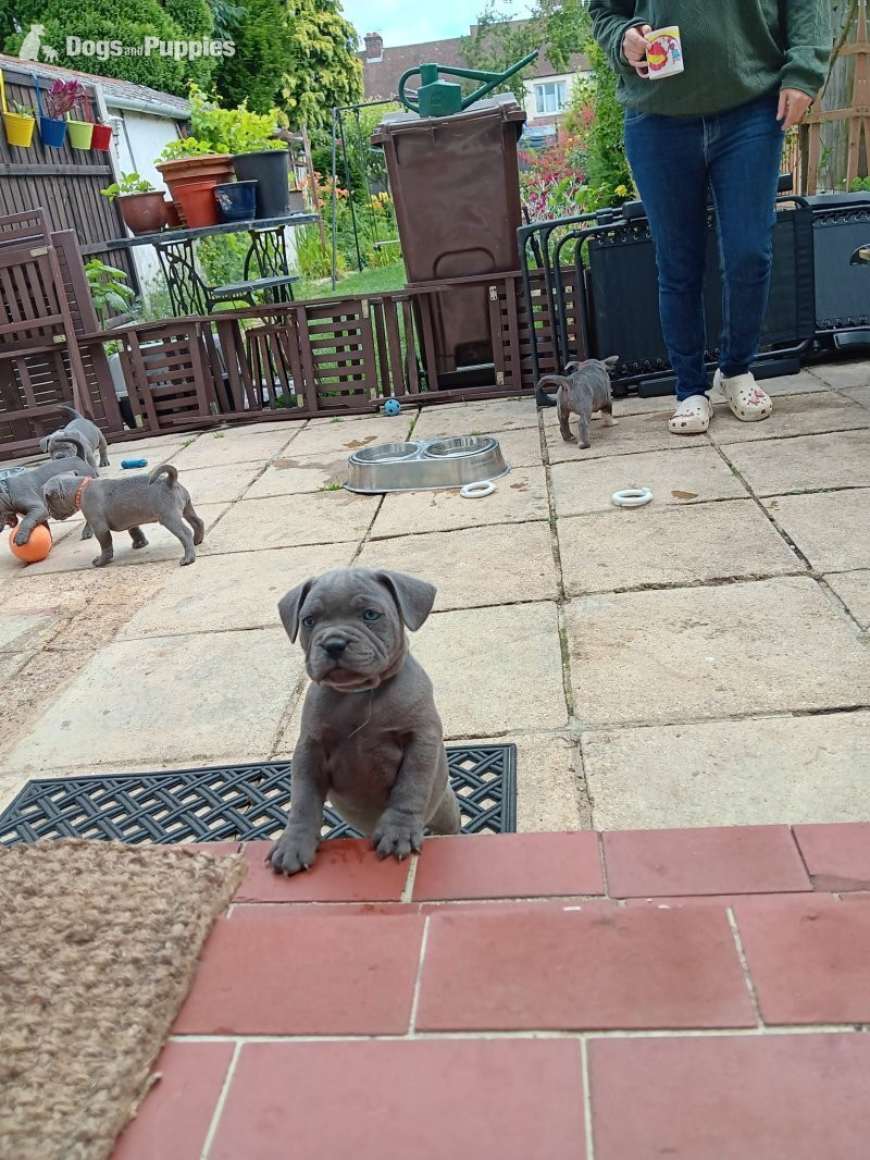 Staffordshire Bull Terrier