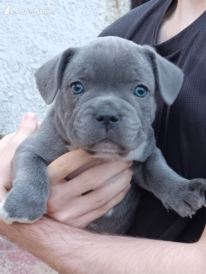 Staffordshire Bull Terrier Puppies