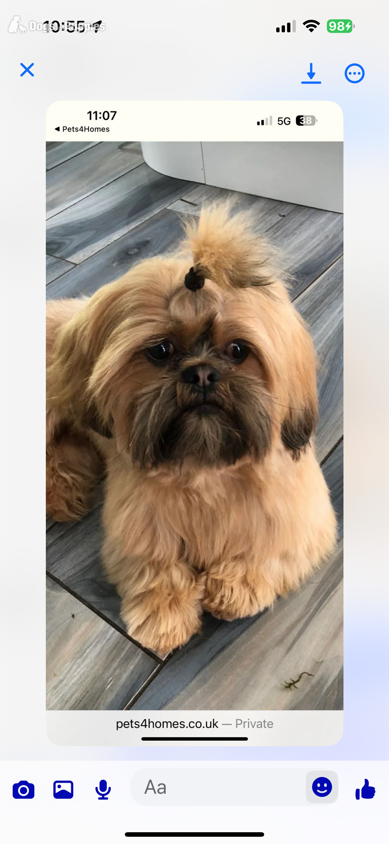 SHIH TZU stud (proven ) not for sale in {LOCATION}