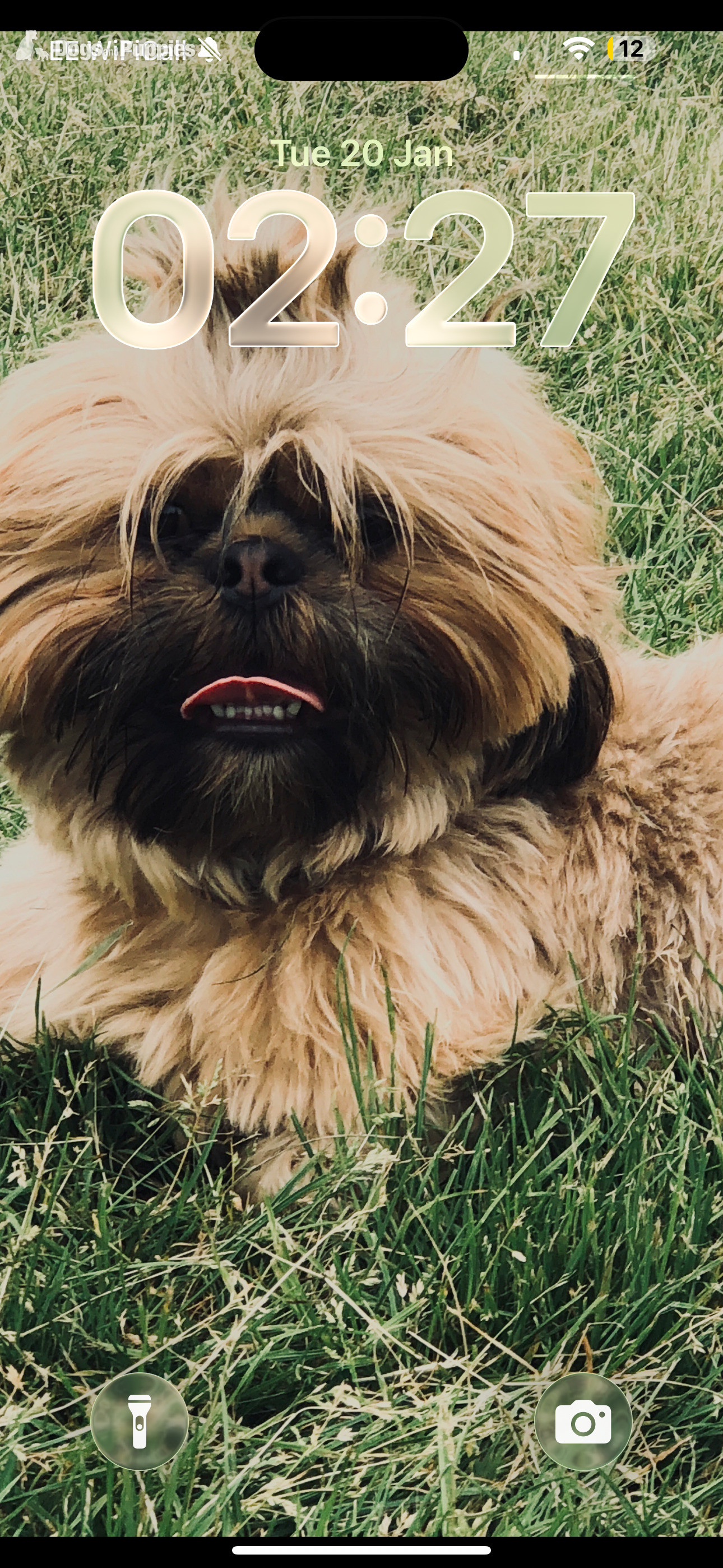 Shih Tzu