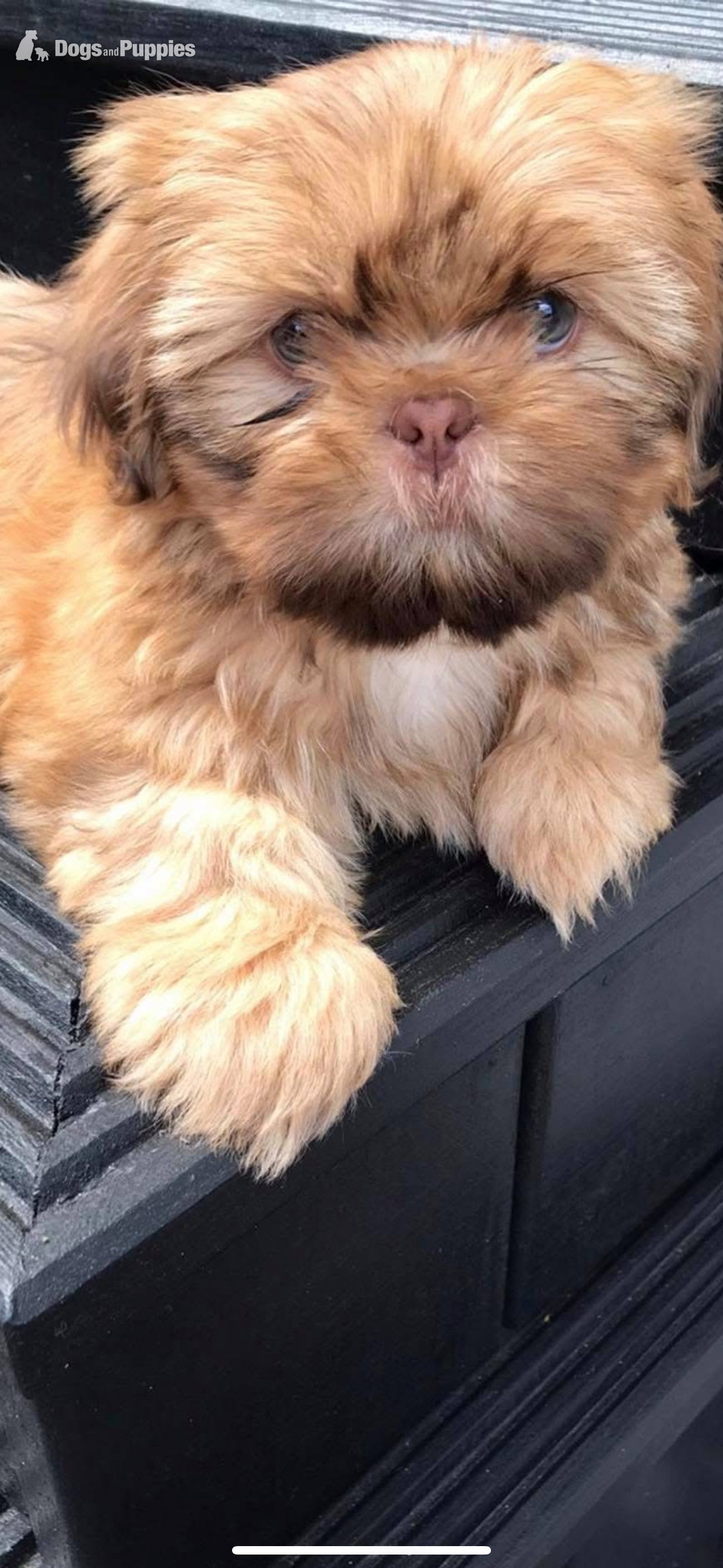 Shih Tzu Puppies