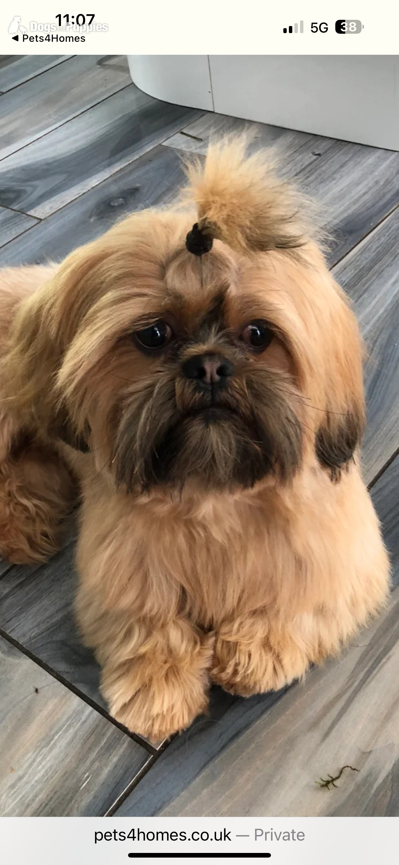 Shih Tzu - SHIH TZU stud (proven ) not for sale