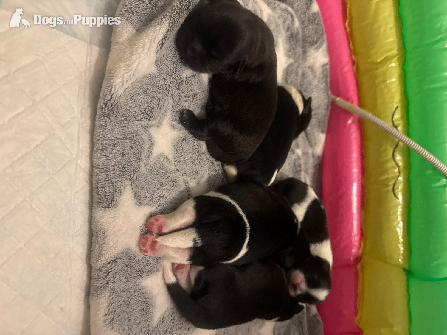 SHIH TZU stud (proven ) not for sale - Shih Tzu