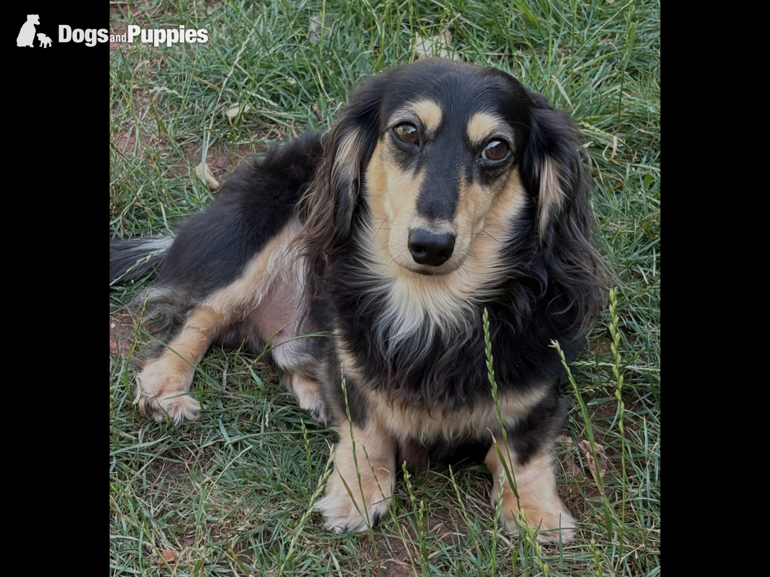 Stunning Miniature Silky Wire Haired Dachshunds x 2 Pups - 