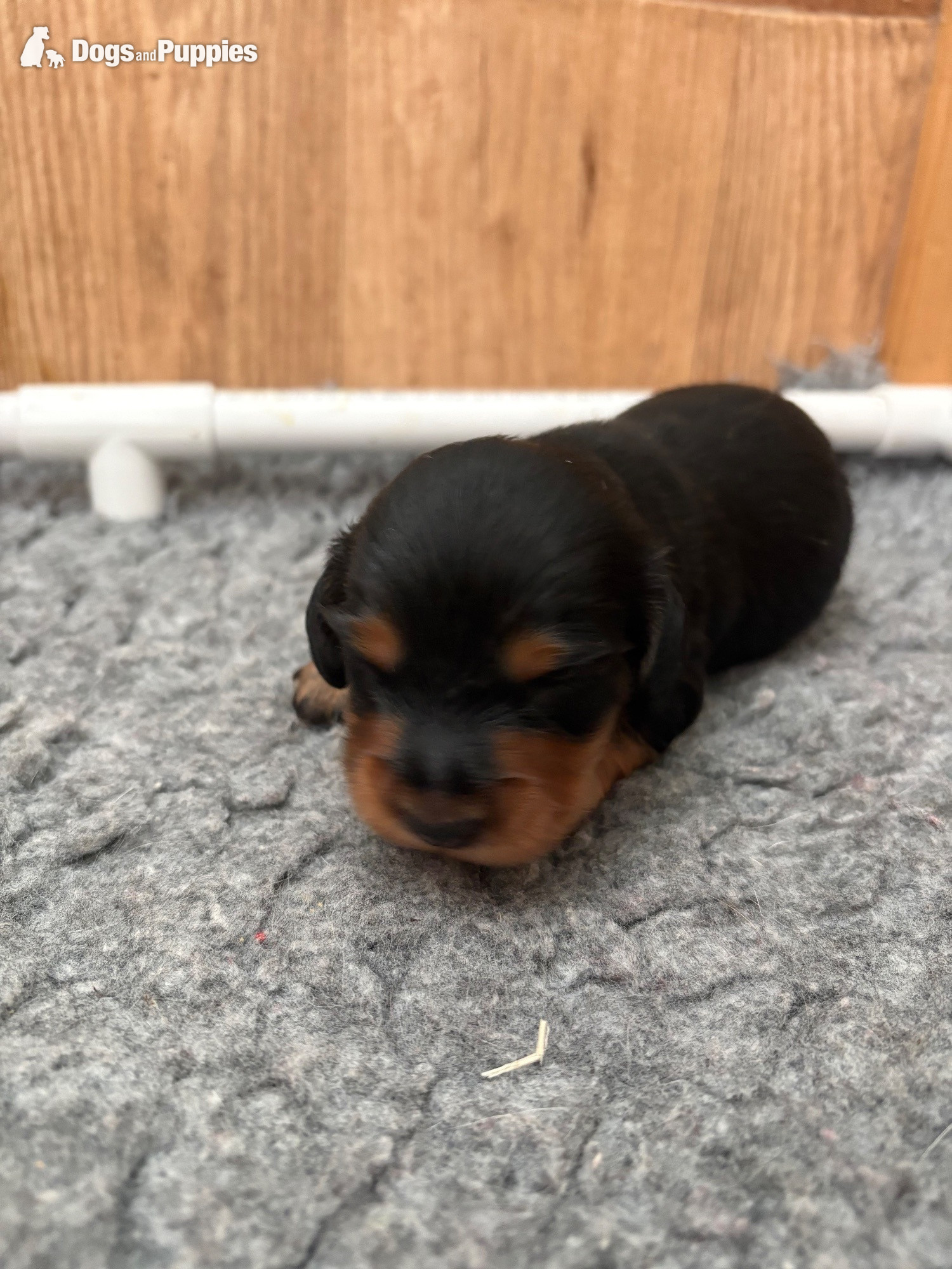  - Stunning Miniature Silky Wire Haired Dachshunds
